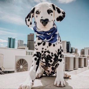 Meet your Posher, Stefan